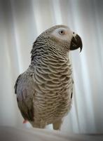 Grijze Roodstaart Vrouw - 7 jaar incl Kooi!, Dieren en Toebehoren, Vogels | Parkieten en Papegaaien, Mannelijk, Papegaai, Pratend