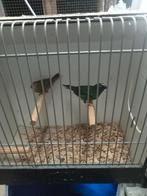 Koppel driekleur amedine, Meerdere dieren, Tropenvogel