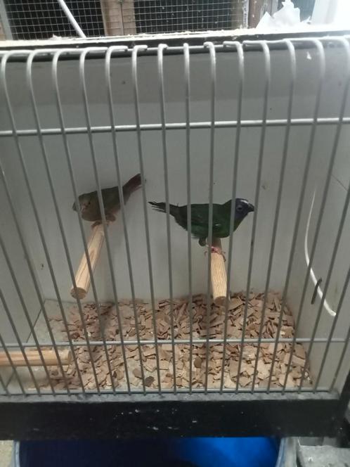Koppel driekleur amedine, Dieren en Toebehoren, Vogels | Overige Vogels, Tropenvogel, Meerdere dieren