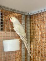 Te koop Halsbandparkiet, Dieren en Toebehoren, Geslacht onbekend, Parkiet, Geringd