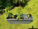 Diverse stekken hulst met rode besjes, Tuin en Terras, Planten | Tuinplanten, Ophalen, Overige soorten