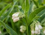 Symphytum officinale (gewone smeerwortel) wit vaste plant, Ophalen, Vaste plant, Overige soorten, Volledige schaduw