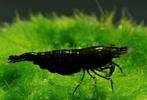 Neocaridina davidi black rose garnalen., Kreeft, Krab of Garnaal, Zoetwatervis