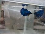 Betta splendens super delta kempvis man, Dieren en Toebehoren, Vissen | Aquariumvissen, Vis, Zoetwatervis