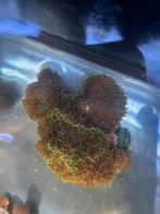 Rhodactis Indosinensis indische schijfanemoon, Ophalen, Zo goed als nieuw, Overige typen