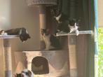 Twee nestjes van leuke kittens, Dieren en Toebehoren, Katten en Kittens | Overige Katten