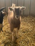 Toggenburger sik, Vrouwelijk, Geit