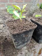 Paprika rood, Tuin en Terras, Planten | Tuinplanten, Ophalen, Volle zon, Groenteplanten, Eenjarig