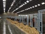Voerwanden, opfokwand, Paardenboxen, paardenstallen, voorwan, Stalling, 4 paarden of pony's of meer