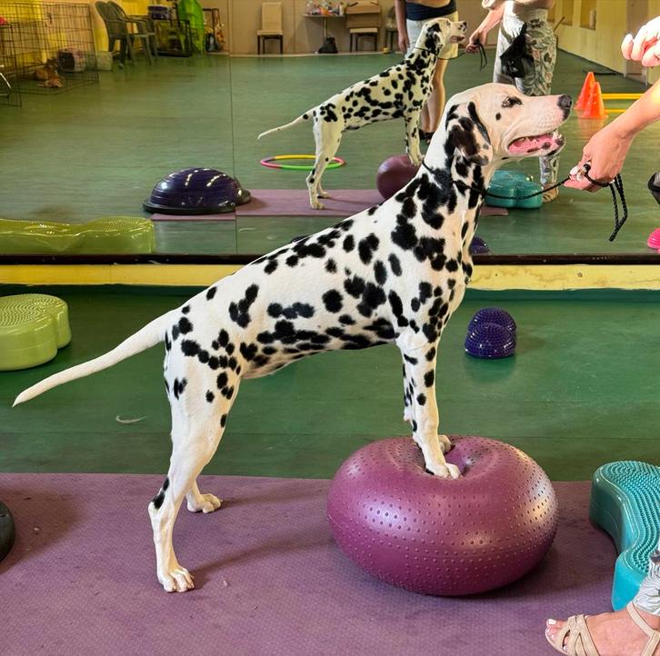 Balance donut, Dieren en Toebehoren, Honden-accessoires, Nieuw, Ophalen of Verzenden