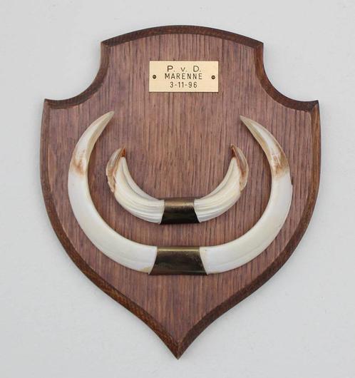 Groot schild tanden EVERZWIJN / WILD ZWIJN - ref.  F, Verzamelen, Dierenverzamelingen, Zo goed als nieuw, Overige typen, Wild dier