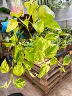 Epipremnum Marble Queen p12, Ophalen of Verzenden, Halfschaduw, Minder dan 100 cm