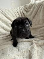 Cane Corso pup te koop – geboren 15 december, Overige rassen, 8 tot 15 weken, Meerdere, Meerdere dieren
