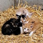 Boerderij kittens, Dieren en Toebehoren, Katten en Kittens | Overige Katten, Meerdere dieren