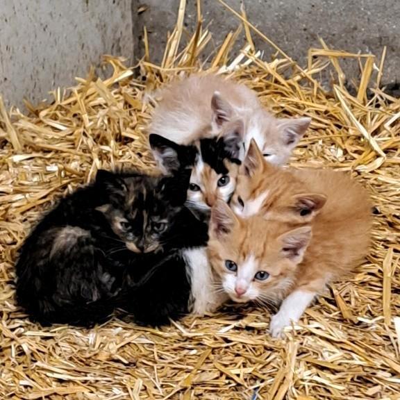 Boerderij kittens, Dieren en Toebehoren, Katten en Kittens | Overige Katten, Meerdere dieren