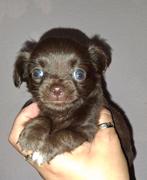 TK prachtige chihuahua langhaar pups, Dieren en Toebehoren, Meerdere, Meerdere dieren, Chihuahua, Nederland