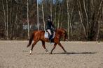 Bijrijder aangeboden/ bijrijdpaard gezocht, Dieren en Toebehoren, Paarden en Pony's | Overige Paardenspullen, Ophalen of Verzenden