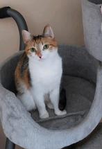 Onze rood/witte kat zoekt een nieuw gouden mandje, Dieren en Toebehoren, Katten en Kittens | Raskatten | Korthaar, Poes, Ontwormd
