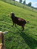 2 boergeiten met ieder 1 boklam, Dieren en Toebehoren, Schapen, Geiten en Varkens, Meerdere dieren, Geit