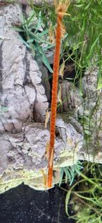 garnalensticks, garnalen lolly's, paprika sticks, Ophalen of Verzenden, Nieuw, Overige typen