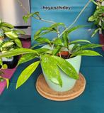 Hoya planten, Overige soorten, In pot, Minder dan 100 cm, Bloeiende kamerplant