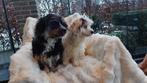 Boomer pups    (  echte kindervriendjes  !!!!!!!!!!!!!!!!!!, Parvo, Maltezer, Nederland, 15 weken tot 1 jaar