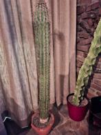 Twee grote cactussen - 100cm & 178cm, Ophalen, 150 tot 200 cm, In pot, Cactus