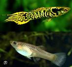 Tiger endler,. Guppy. Guppie., Dieren en Toebehoren, Vis, Zoetwatervis, Schoolvis