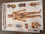 Anatomie Posters: Huid & Lymfestelsel, Antiek en Kunst, Antiek | Schoolplaten, Ophalen, Natuur en Biologie