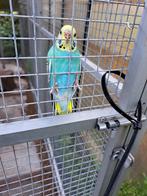 Jonge grasparkieten te koop, Dieren en Toebehoren, Vogels | Parkieten en Papegaaien, Meerdere dieren, Parkiet