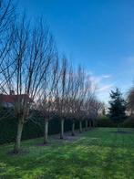 Gratis af te halen, 24-1 gesnoeide wilgentakken, Ophalen, Volle zon, Overige soorten