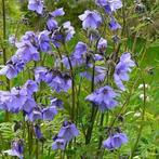 12 voor € 15,00. Jakobsladder, vaste planten. Winterhard., Vaste plant, Halfschaduw, Zomer, Ophalen