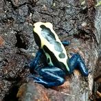 Dendrobates tinctorius nominaat, Dieren en Toebehoren, Reptielen en Amfibieën, Amfibie, 0 tot 2 jaar