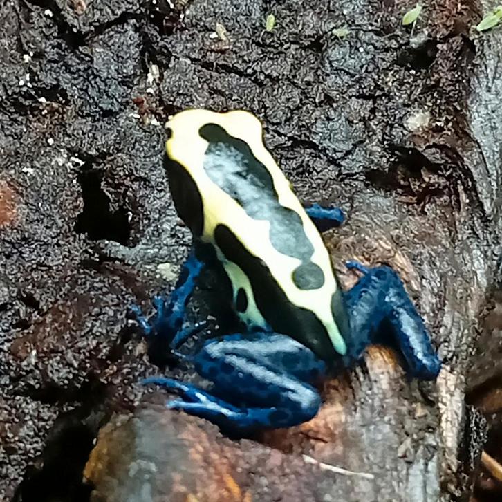 Dendrobates tinctorius nominaat