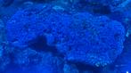 Zeeaquarium groot stuk levend steen inclusief zoa's, Dieren en Toebehoren, Vissen | Aquaria en Toebehoren, Ophalen, Plant(en), Steen of Hout