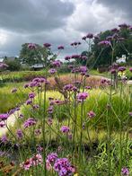 Verbena Lollipop, Ophalen of Verzenden, Zomer, Overige soorten, Volle zon