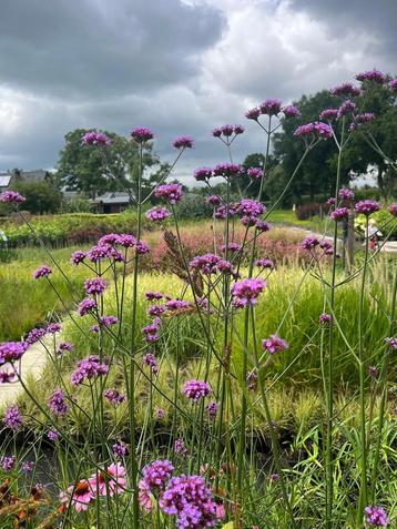 Verbena Lollipop beschikbaar voor biedingen