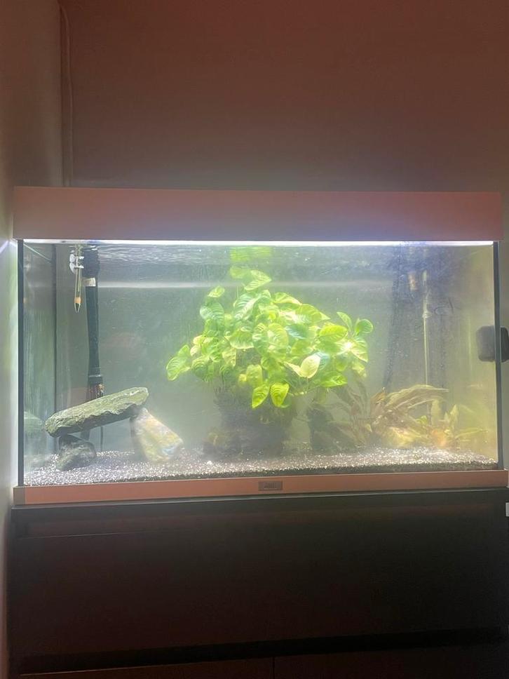 Juwel Rio 125 Led, Dieren en Toebehoren, Vissen | Aquaria en Toebehoren, Gevuld zoetwateraquarium, Ophalen of Verzenden