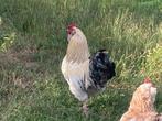 Hanen zoeken nieuw thuis, Dieren en Toebehoren, Mannelijk, Kip