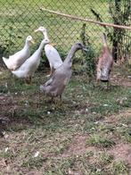 Loopeenden, Dieren en Toebehoren, Pluimvee, Meerdere dieren, Eend