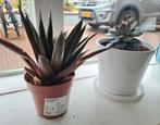 2 Planten voor €10, Overige soorten, Vaste plant, Ophalen of Verzenden, Bloeit niet