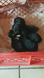 Kittens 9 weken oud aangeboden, Meerdere dieren, Kortharig, 0 tot 2 jaar