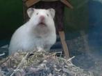 Super lieve handtamme goudhamster, Dieren en Toebehoren, Knaagdieren, Hamster, April, Vrouwelijk, Tam