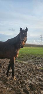 8 jarige drachtige kwpn dressuurmerrie, Merrie, Met stamboom, Dressuurpaard, 170 tot 175 cm