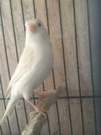 OOk vandaag 2e Pinksterdag zijn wij geopend van 9 tot 13:00, Kooi-accessoires, Nieuw, Ophalen of Verzenden, Info@birdtrade.nl