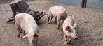 biggen, Dieren en Toebehoren, Meerdere dieren, Varken