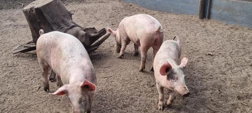 biggen, Dieren en Toebehoren, Schapen, Geiten en Varkens, Varken, Meerdere dieren