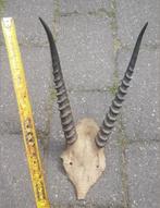 Antieke schedel Rietbok Grant Gazelle Afrika hoorn hoorns, Ophalen of Verzenden, Hert, Schedel
