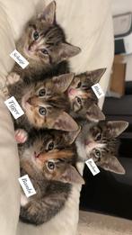 Kittens, Dieren en Toebehoren, Katten en Kittens | Overige Katten, Meerdere dieren