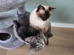 Superlieve half Ragdoll kater Storm beschikbaar, Dieren en Toebehoren, Katten en Kittens | Overige Katten, Meerdere dieren, 0 tot 2 jaar